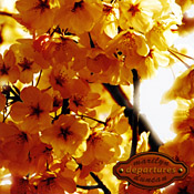 Marilyn Duncan - Departures